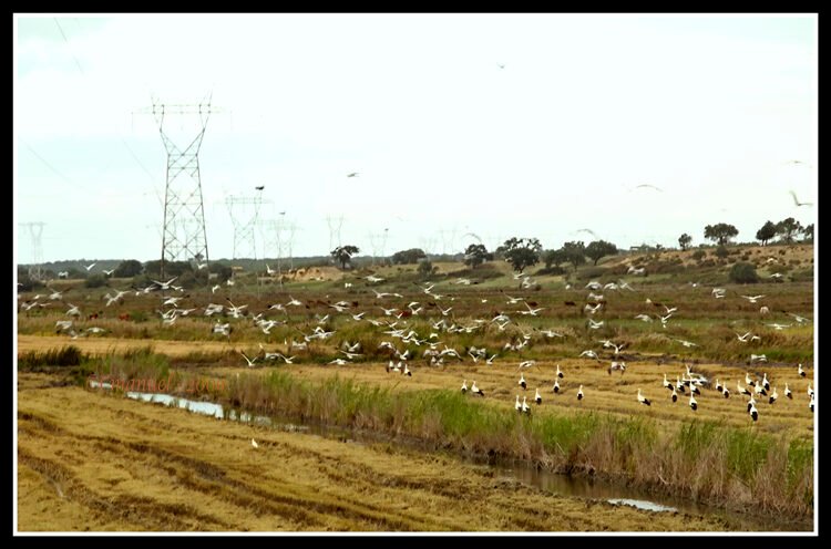 África Austral: Países, Mapa y Datos de la Región HARMONIA, TRANQUILIDADE E PAZ NATURAIS - III (4080007231)