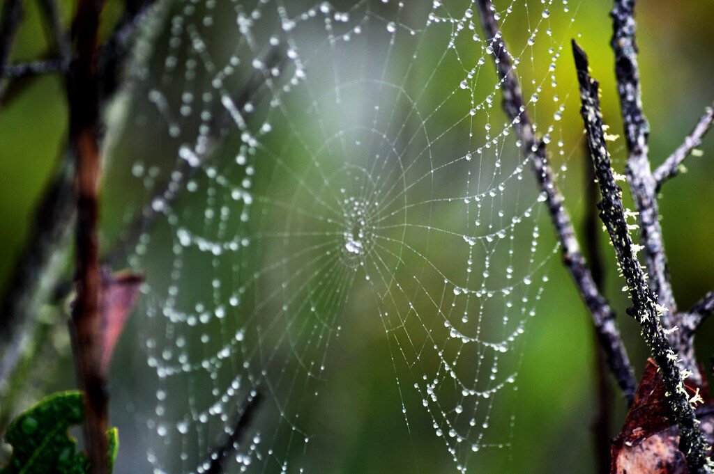 África del Norte: Países, Mapa y Datos de la Región Spider web in the Bosque de los Tilos. Telaraña en el Bosque de los Tilos