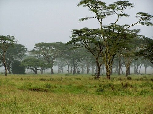 Flora de África: Plantas, Árboles y Vegetación del Continente Serengeti in the Mist
