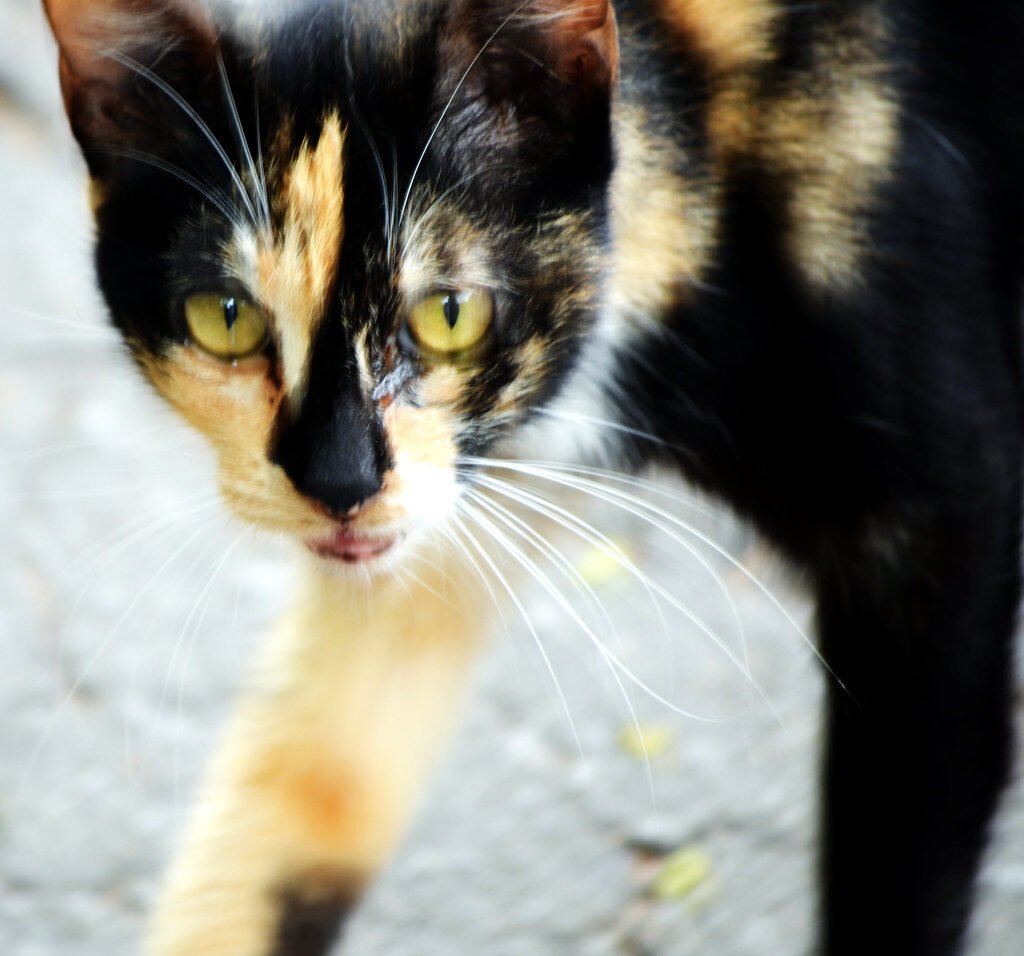 Fauna de África: Animales Salvajes y Biodiversidad Gato