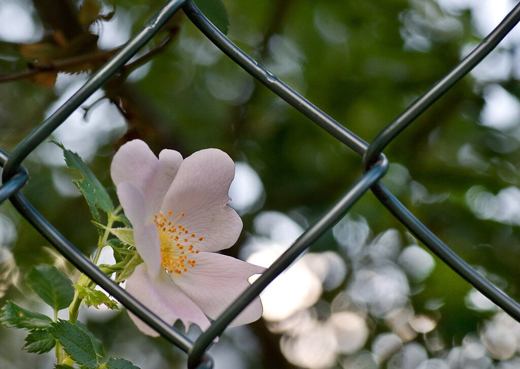 Nigeria: Mapa, Bandera y Datos del País Naturaleza enrejeda / Railing nature