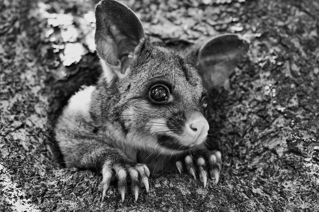 Fauna de Oceanía: Animales Únicos del Continente Insular Possum