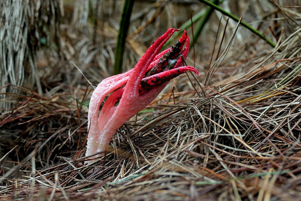 Flora de Oceanía: Plantas y Vegetación del Continente Insular Clathrus archeri,