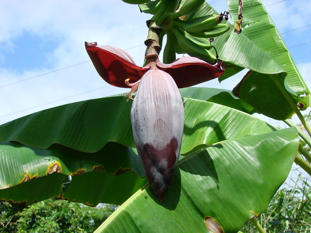 Flor silvestre 91 (1) (Cambur) [Wild flower 91 (1) (Banana)]