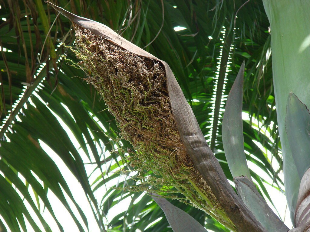 Flor silvestre 63 (Chaguaramo) [Wild flower 63 (Chaguarama palm)] (Roystonea venezuelana)