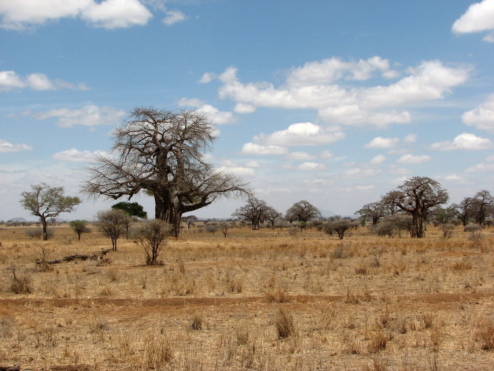 Lista de los 54 Países de África y sus Capitales Sabana africana con baobabs, paisaje típico del continente